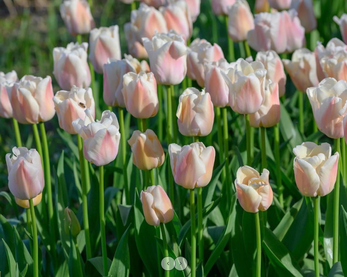 Тюльпаны Apricot Pride (10шт. в уп.)