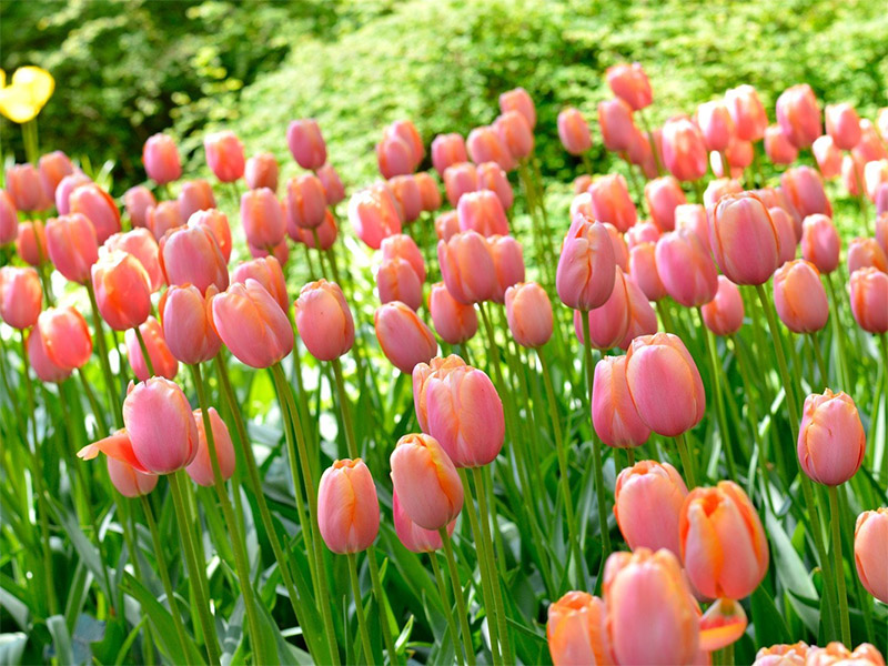 Тюльпаны Menton (10шт. в уп.)