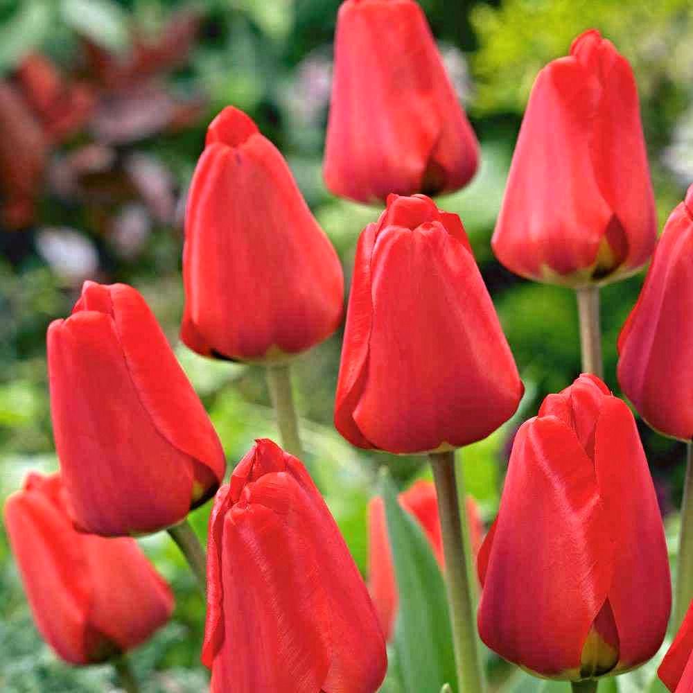 Тюльпаны Apeldoorn (10шт. в уп.)
