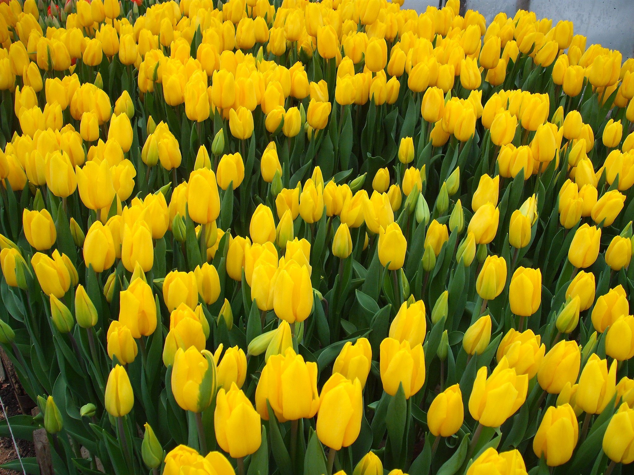 Тюльпаны Strong Gold (10шт. в уп.)