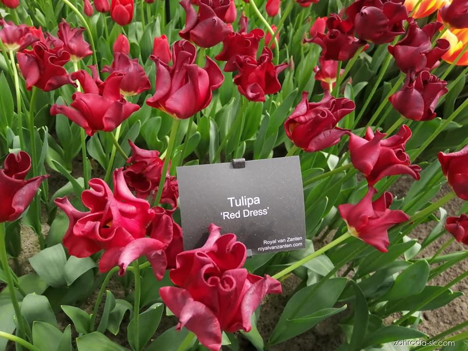 Тюльпаны Red Dress (10шт. в уп.)