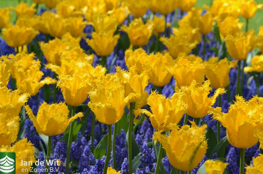 Тюльпаны Crystal Star (10шт. в уп.)