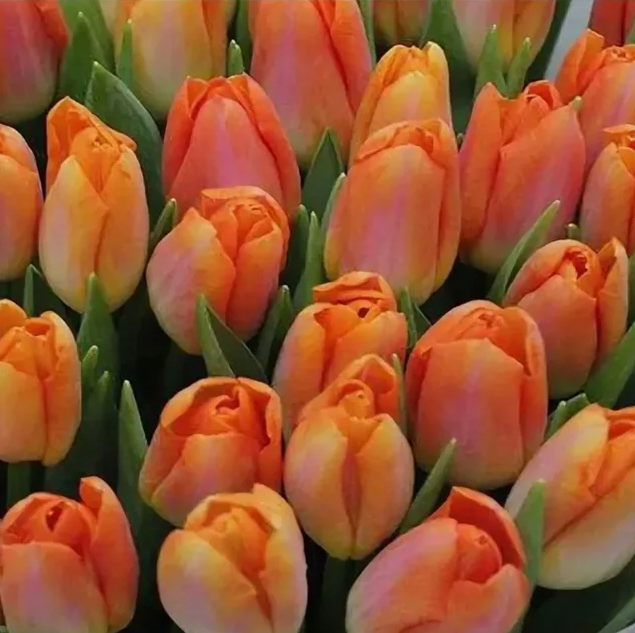 Тюльпаны Sunrise Dynasty (10шт. в уп.)