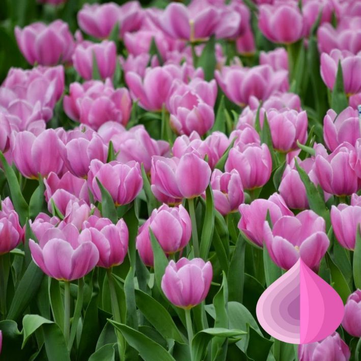 Тюльпаны Synaeda Amor (10шт. в уп.)