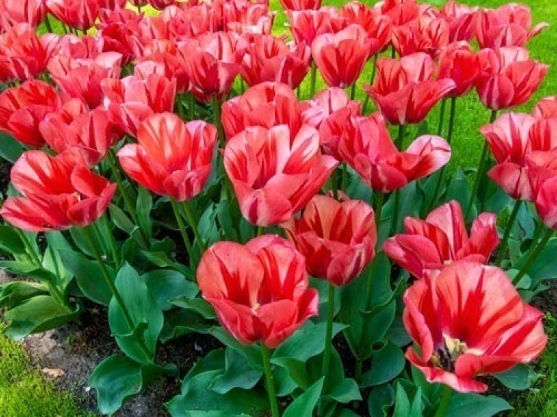 Тюльпаны Spryng Break (10шт. в уп.)