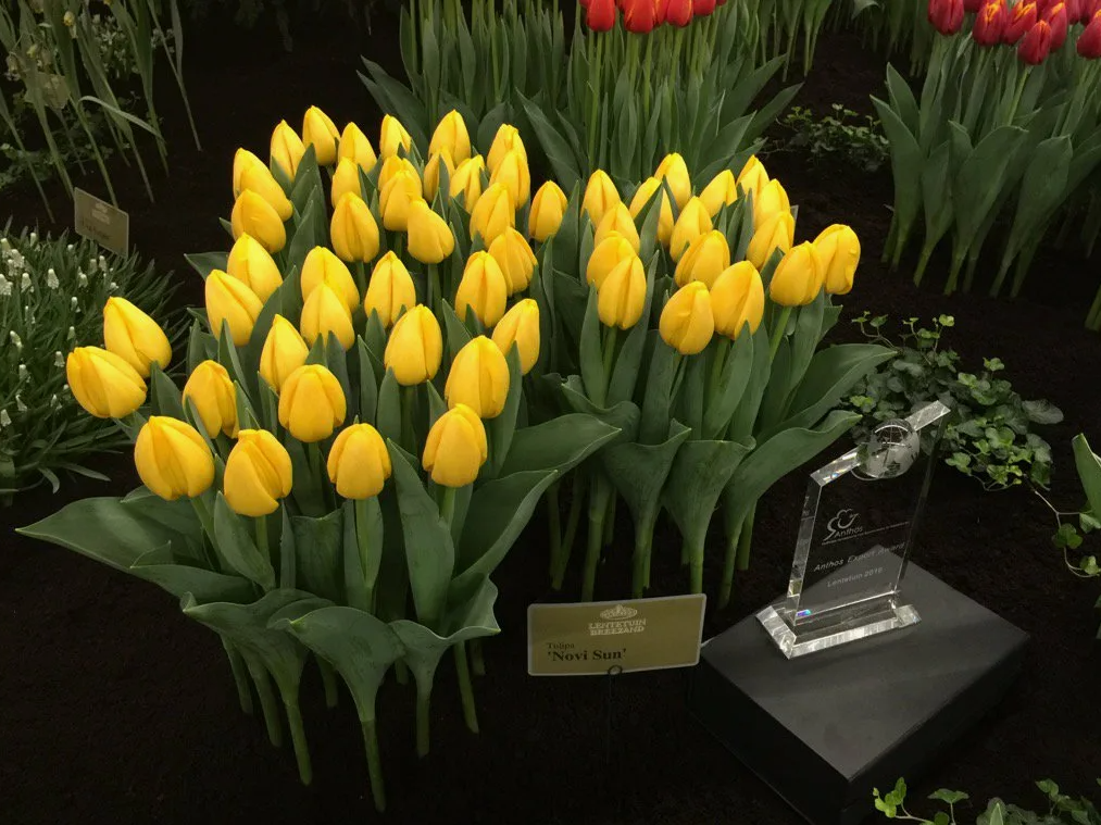 Тюльпаны Novi Sun (10шт. в уп.)