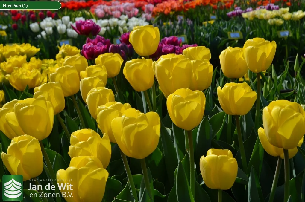 Тюльпаны Novi Sun (10шт. в уп.)
