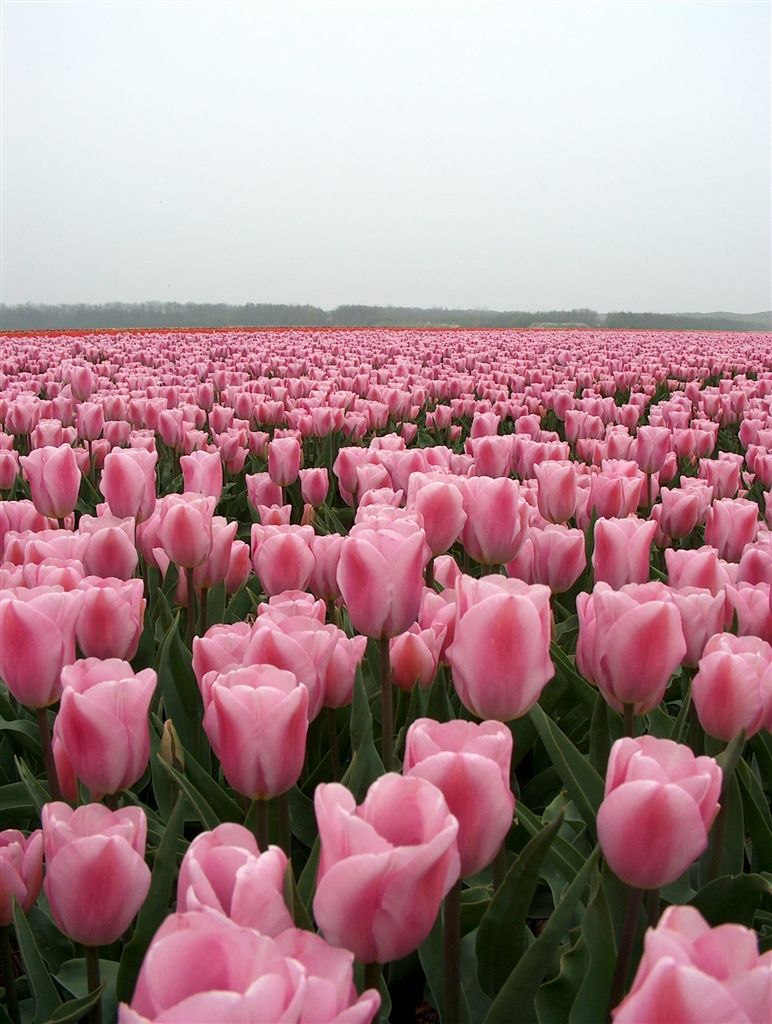 Тюльпаны Synaeda Amor (10шт. в уп.)