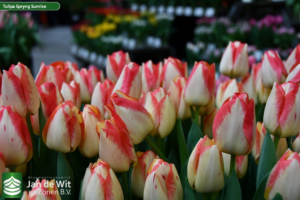 Тюльпаны Spryng Sunrise (10шт. в уп.)