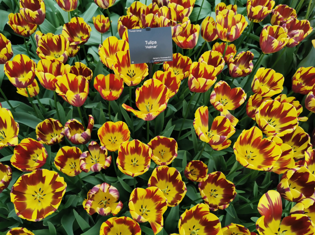 Тюльпаны Helmar (10шт. в уп.)