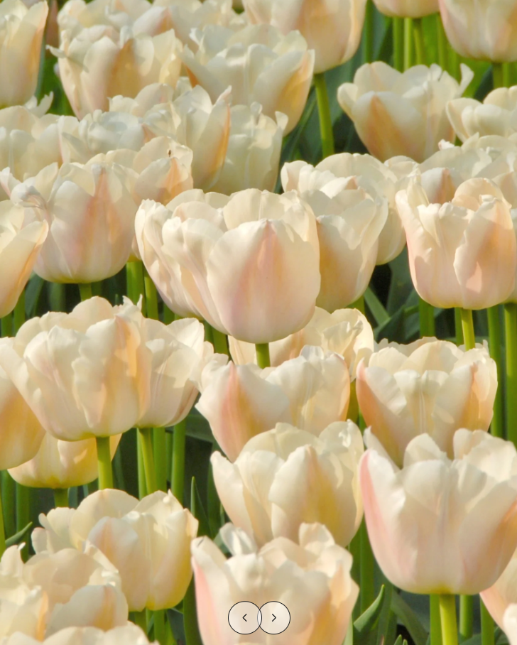 Тюльпаны Apricot Pride (10шт. в уп.)