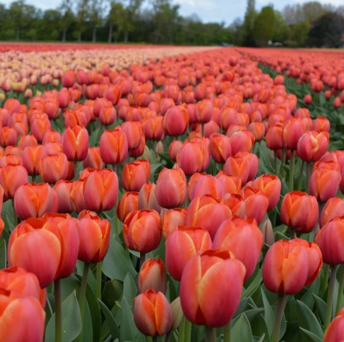 Тюльпаны Ad Rem (10шт. в уп.)