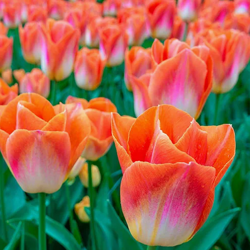 Тюльпаны Sunrise Dynasty (10шт. в уп.)