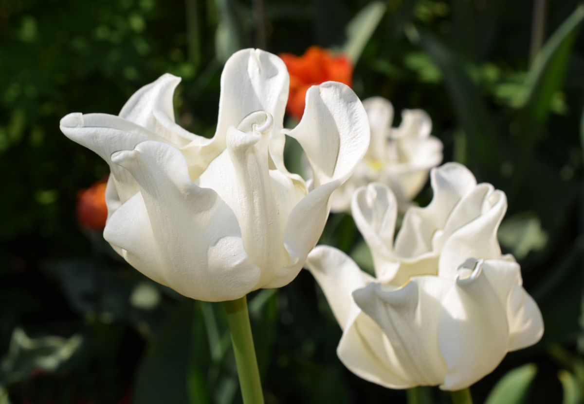 Тюльпаны White Liberstar (10шт. в уп.)