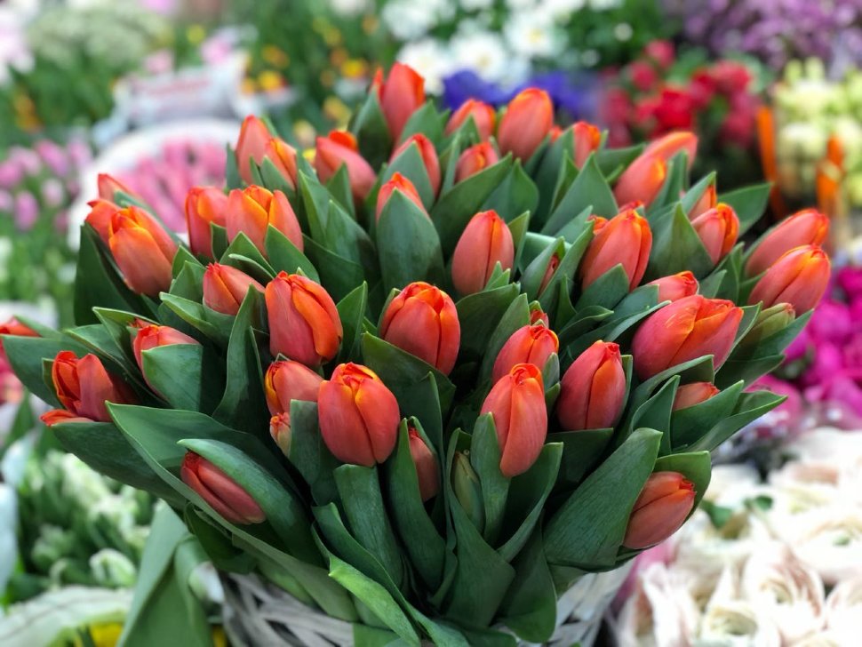 Тюльпаны Ad Rem (10шт. в уп.)