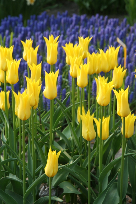 Тюльпаны Flashback (10шт. в уп.)