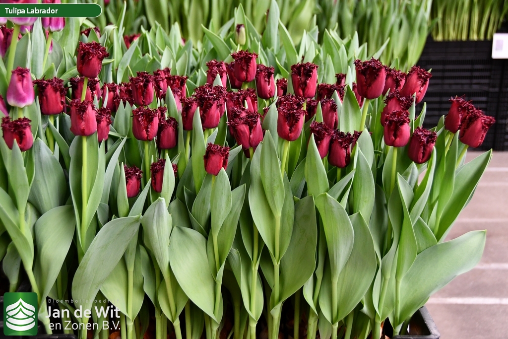 Тюльпаны Labrador (10шт. в уп.)