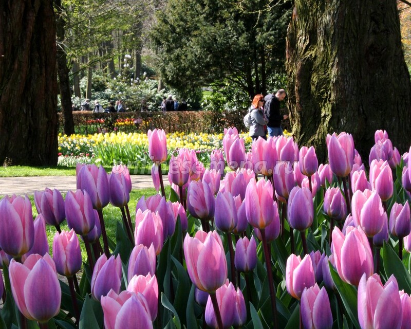 Тюльпаны Light and Dreamy (10шт. в уп.)