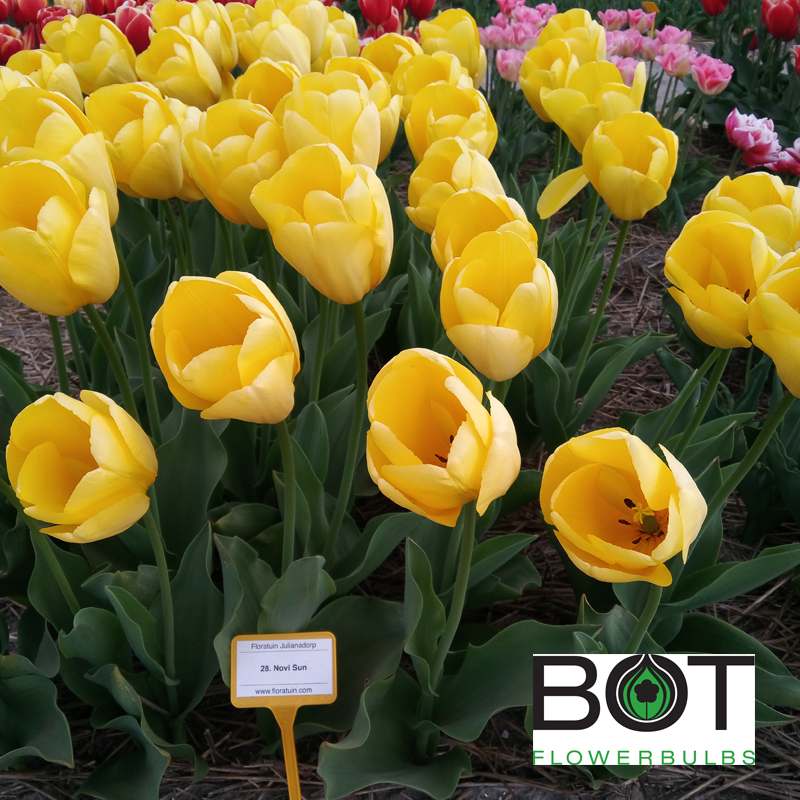 Тюльпаны Novi Sun (10шт. в уп.)