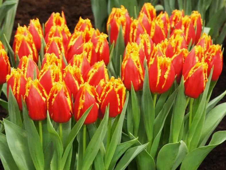 Тюльпаны Davenport (10шт. в уп.)