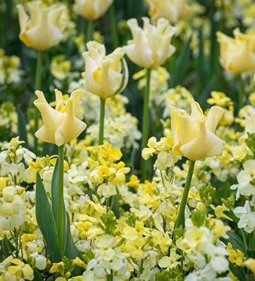 Тюльпаны Yellow Crown (10шт. в уп.)