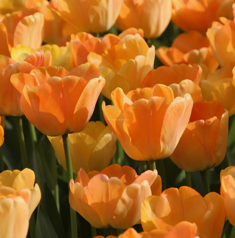 Тюльпаны Daydream (10шт. в уп.)