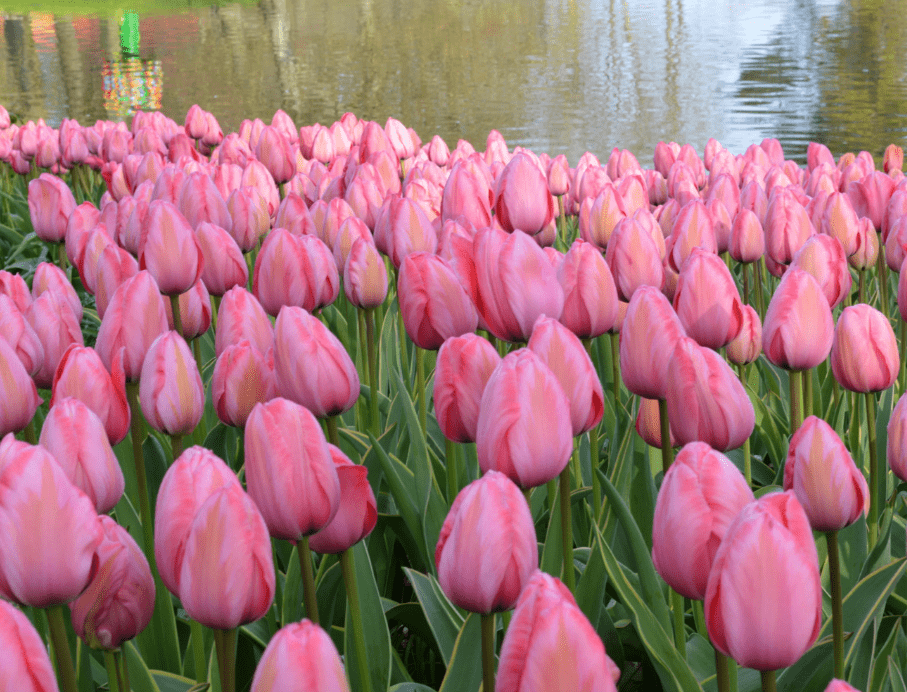 Тюльпаны Design Impression (10шт. в уп.)