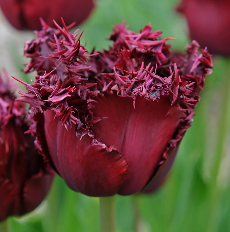 Тюльпаны Labrador (10шт. в уп.)