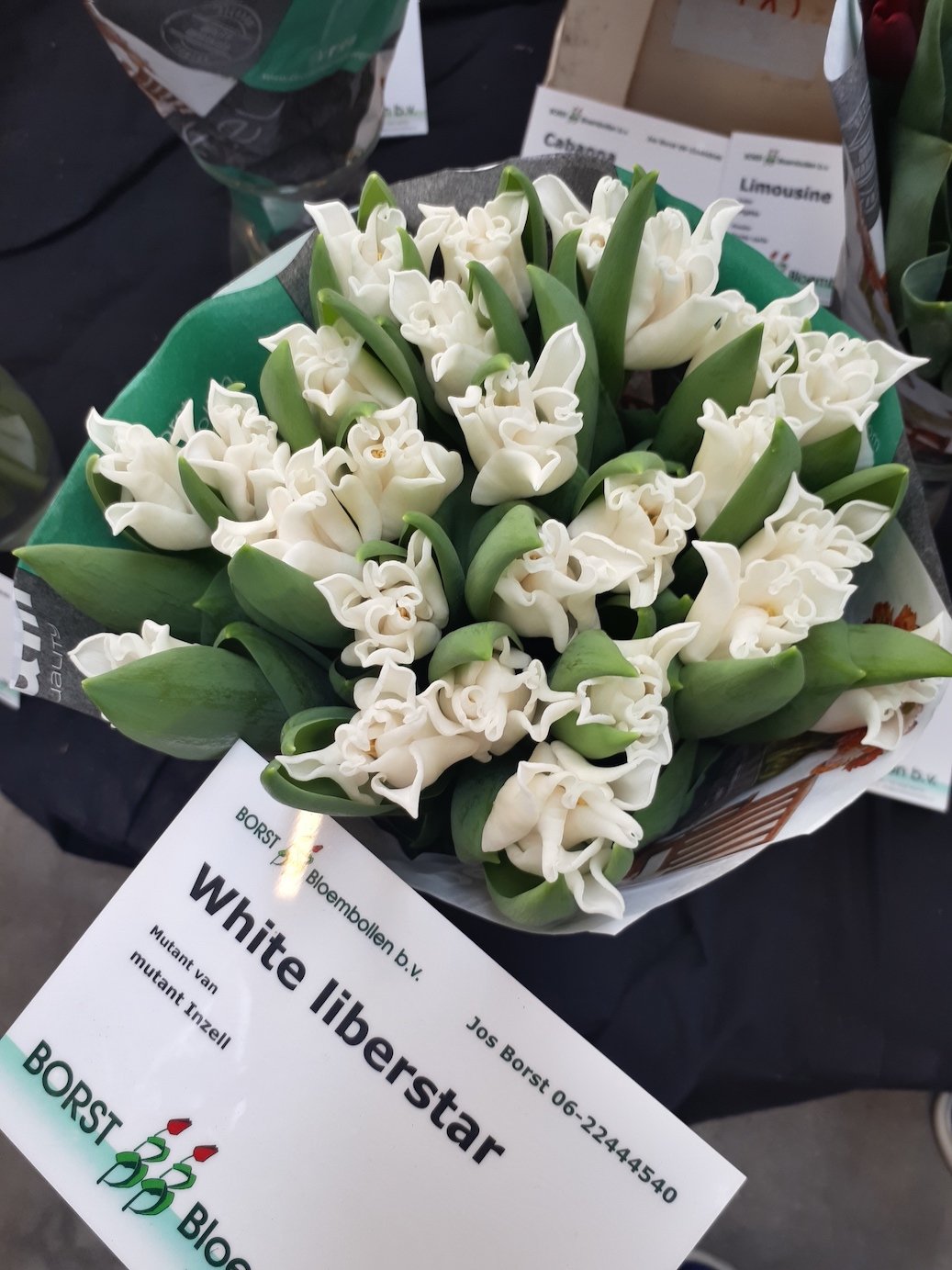 Тюльпаны White Liberstar (10шт. в уп.)