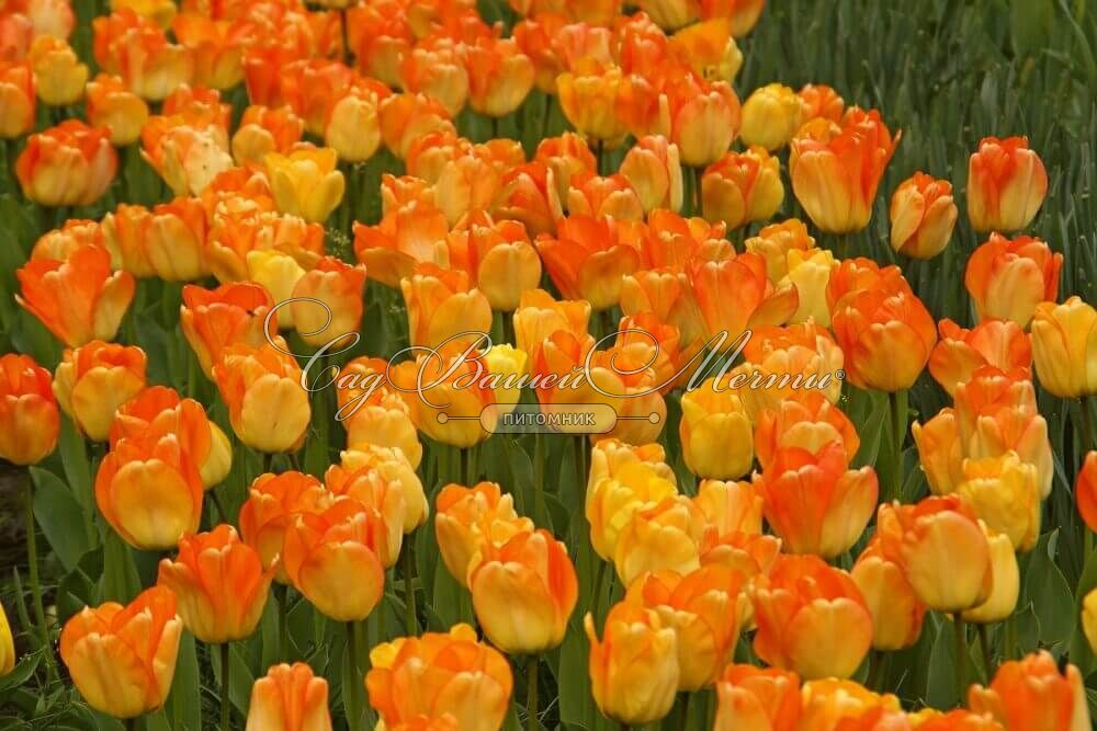 Тюльпаны Daydream (10шт. в уп.)