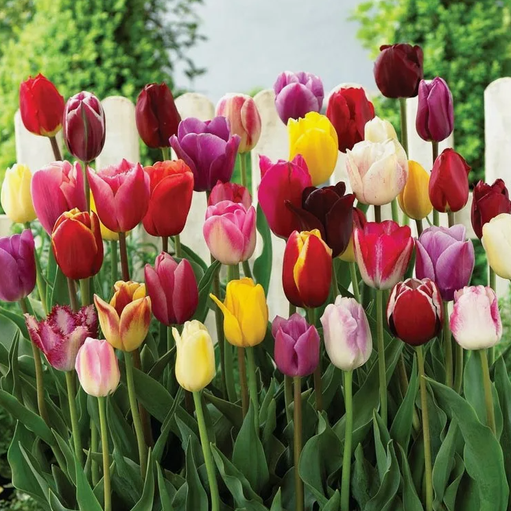 Тюльпаны Triumph Mix (10шт. в уп.)