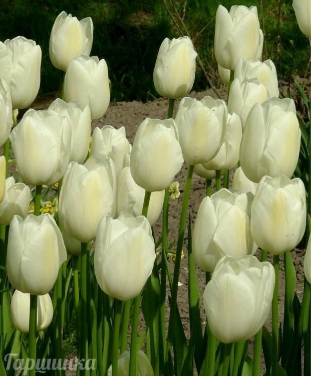 Тюльпаны Maureen (10шт. в уп.)