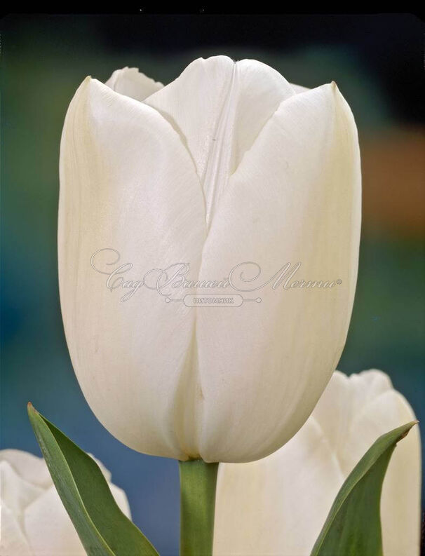 Тюльпаны Maureen (10шт. в уп.)