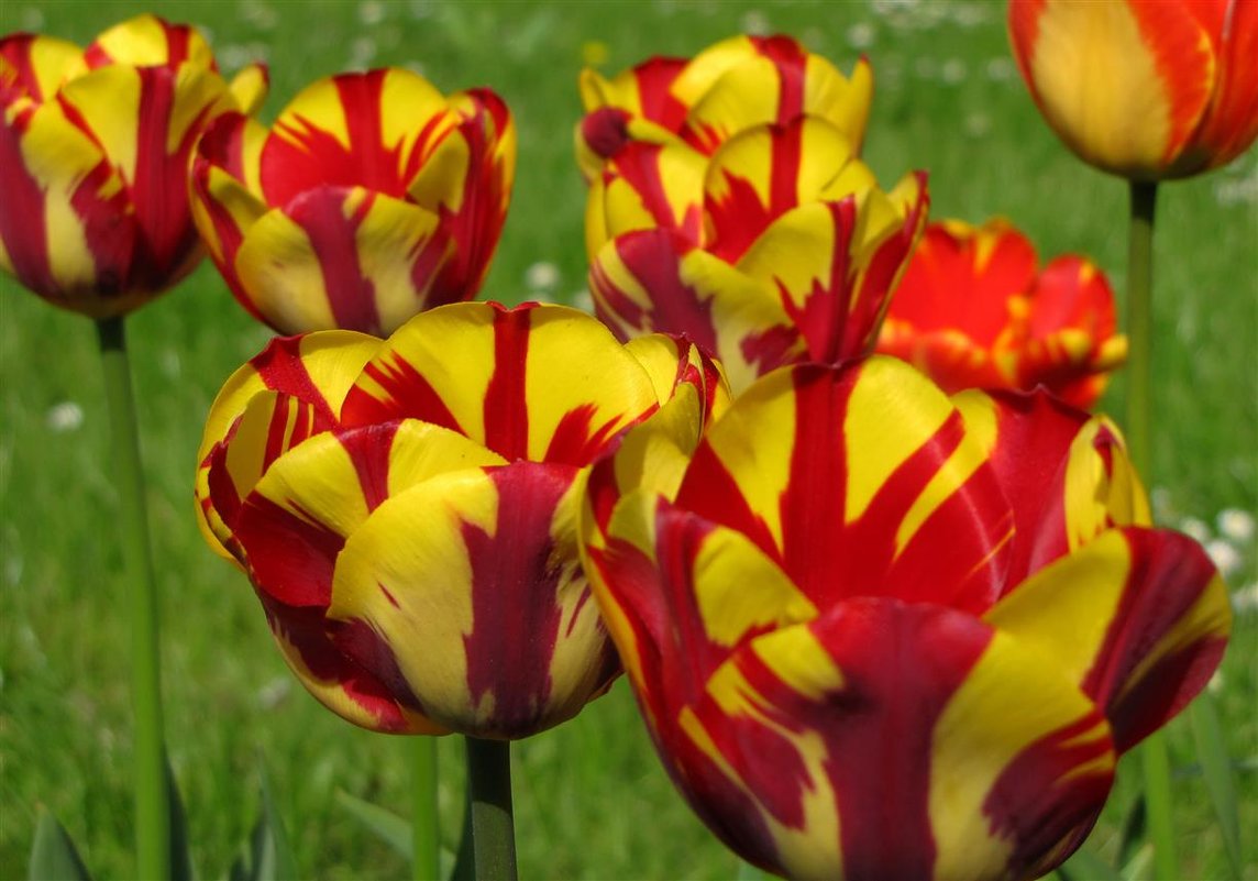 Тюльпаны Helmar (10шт. в уп.)