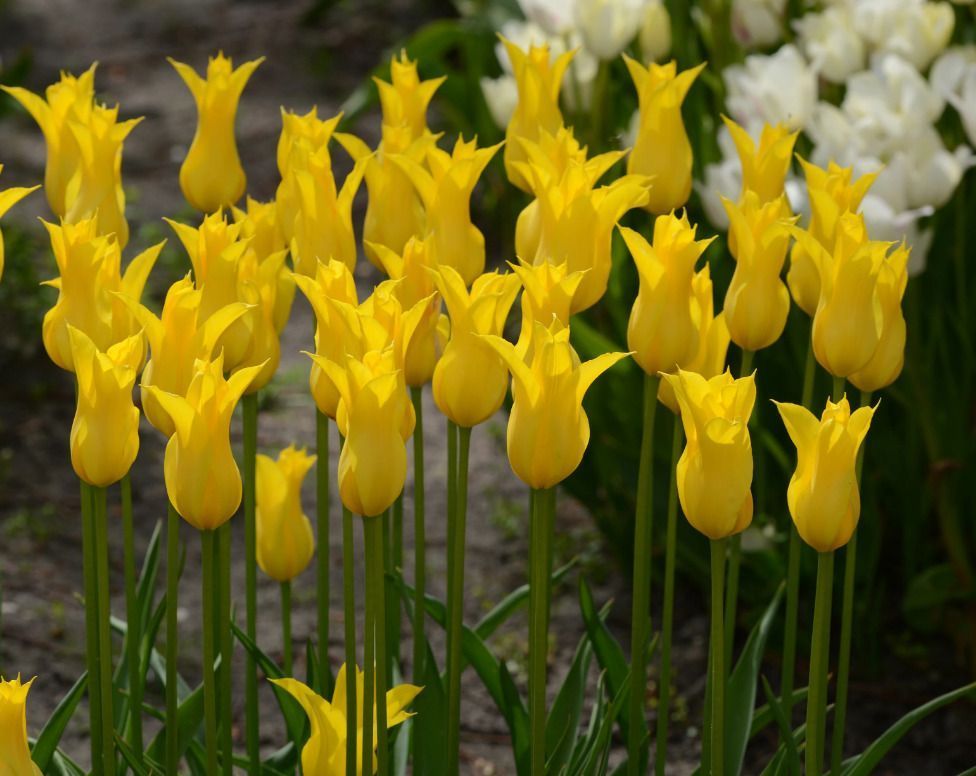 Тюльпаны Flashback (10шт. в уп.)