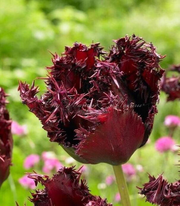 Тюльпаны Labrador (10шт. в уп.)