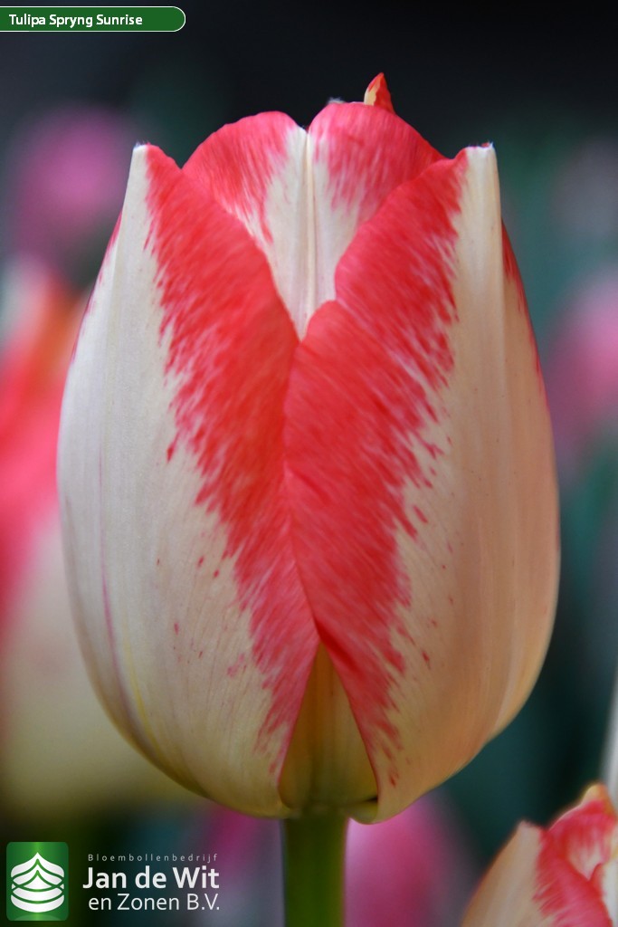 Тюльпаны Spryng Sunrise (10шт. в уп.)