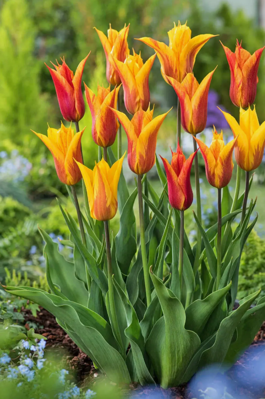 Тюльпаны Vendeeglobe (10шт. в уп.)