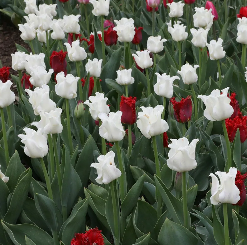 Тюльпаны White Liberstar (10шт. в уп.)