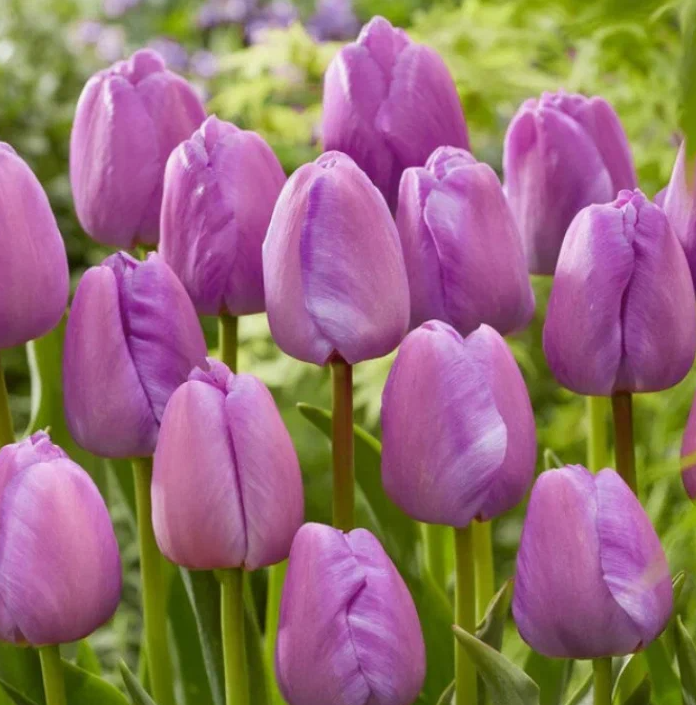 Тюльпаны Purple Pride (10шт. в уп.)