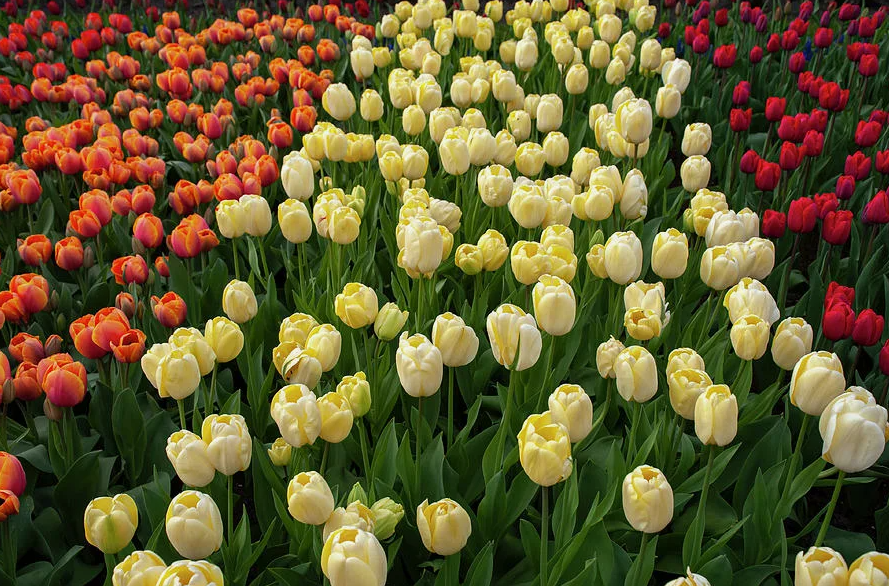 Тюльпаны Ivory Floradale (10шт. в уп.)