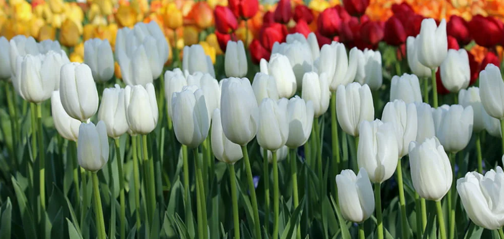 Тюльпаны Hakuun (10шт. в уп.)