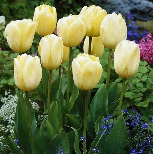 Тюльпаны Ivory Floradale (10шт. в уп.)