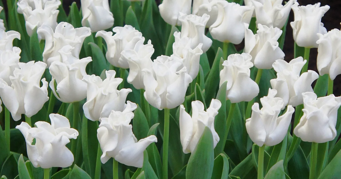 Тюльпаны White Liberstar (10шт. в уп.)