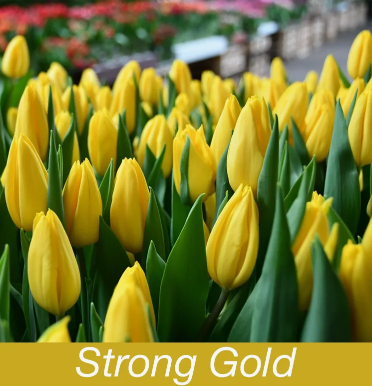 Тюльпаны Strong Gold (10шт. в уп.)
