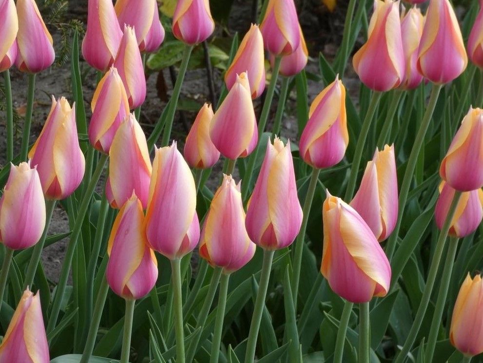 Тюльпаны Blushing Lady (10шт. в уп.)