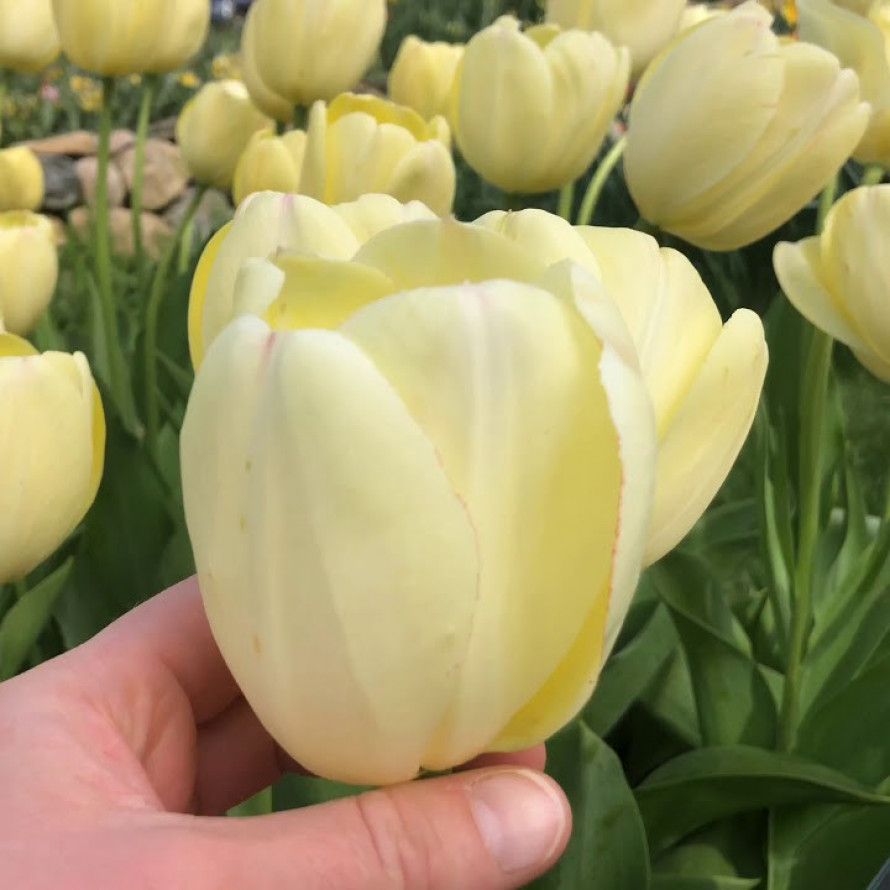 Тюльпаны Ivory Floradale (10шт. в уп.)