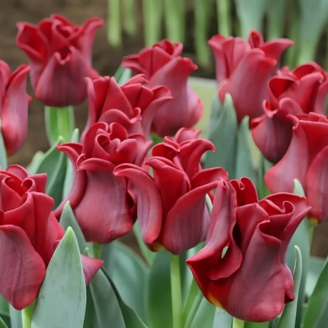 Тюльпаны Red Dress (10шт. в уп.)