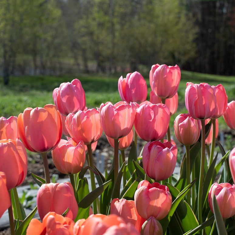 Тюльпаны Design Impression (10шт. в уп.)