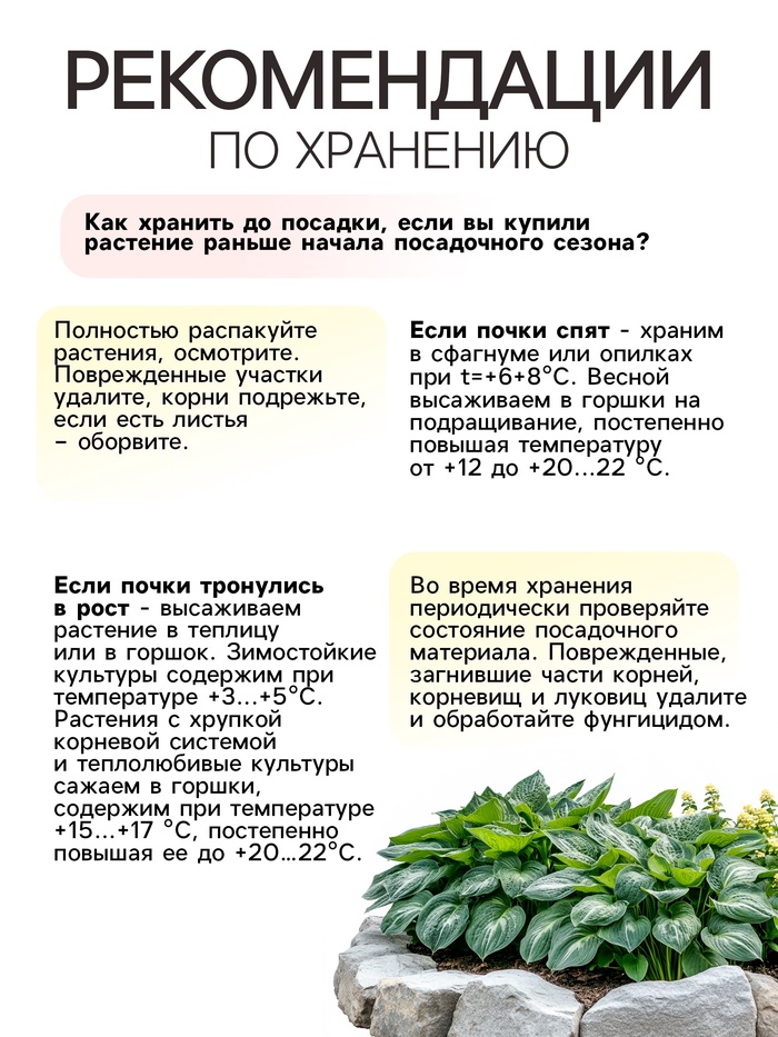 Хоста «Брим Кап», корневище в пакете с торфогрунтом, р-р I, 1 шт.